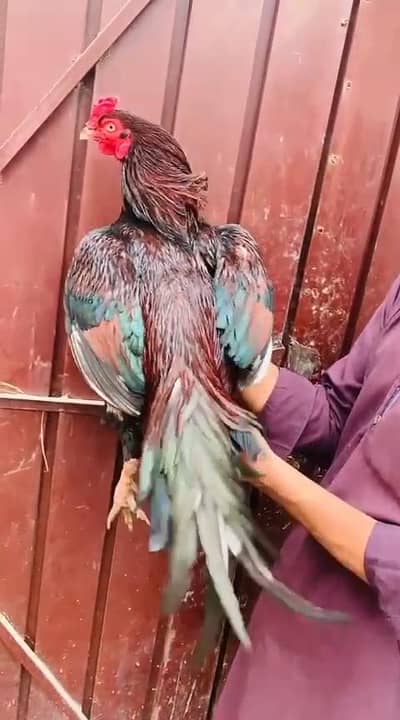 aseel lakha  heigh quality