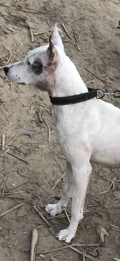 Read add  GULTAIR …. reasonable price