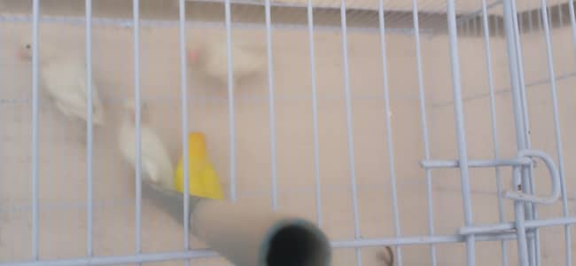 Lovebirds Albino Creamino
