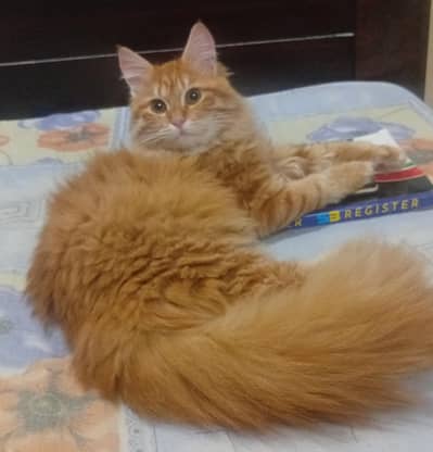 Persian Male Cat