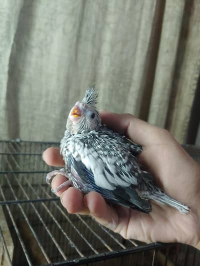 Cockatiel chicks