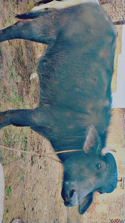 Sindhi Male Buffalo
