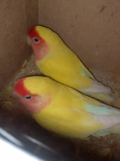 lovebirds