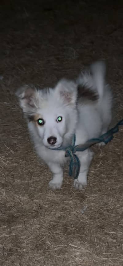 Australia shepherd puppy