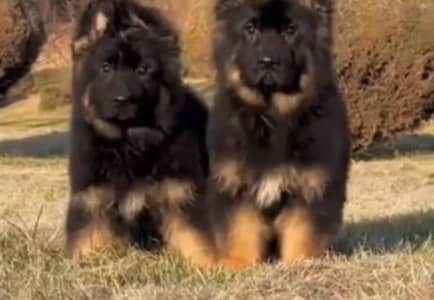 German shepherd helthy and active puppies dog for sale