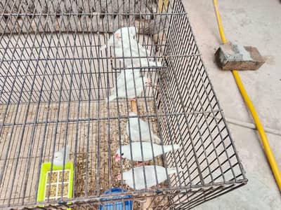 White Java For sale - 500 per piece