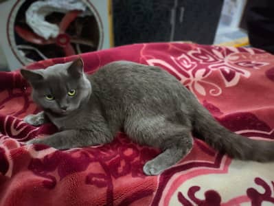 British short hair cat hai