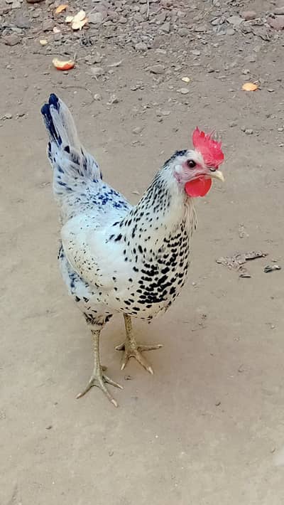 Pure Aseel murgi + Desi murga + golden misri