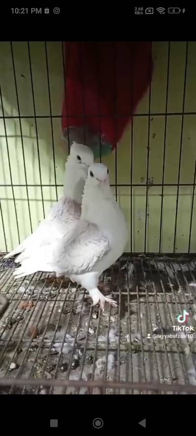 sentinent, swallow, yellow tail piegon