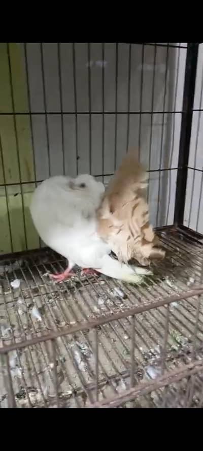 sentinent, swallow, yellow tail piegon