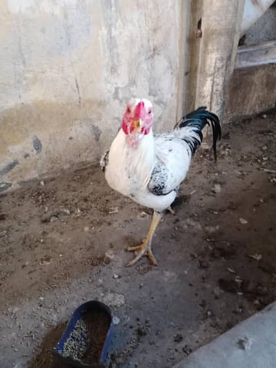 aseel jawaan murgha for sale