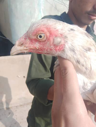 Aseel hen anda derahi ha