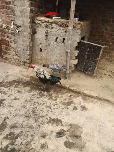 Thai pair for sale healthy and activate female eggs par h