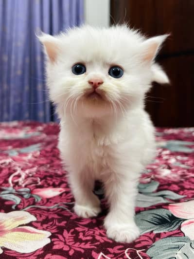 Persian Kittens