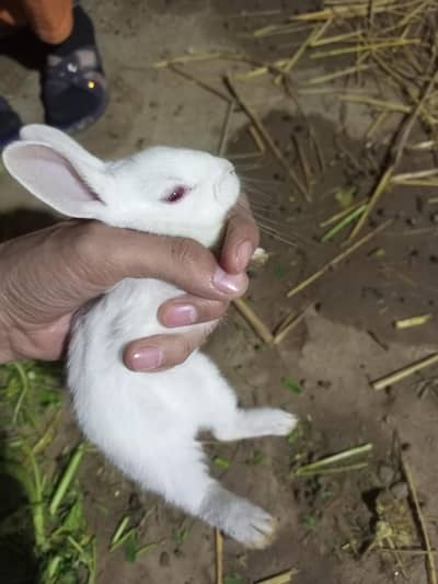 Red Eyes And Pure White