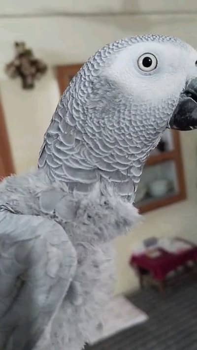 african grey parrot for sale