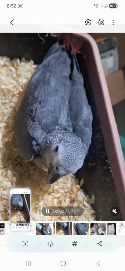 African grey chickc Age 3 manath 2 tamed hand feed