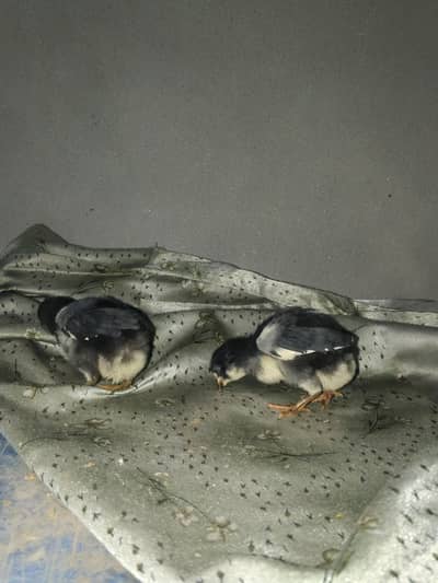 Thai Permoze quality Aseel Chicks pair munasib price=quality