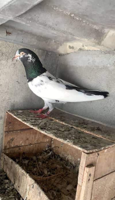 Super resulted High flyers teddy Sialkoti Dubai waly etc