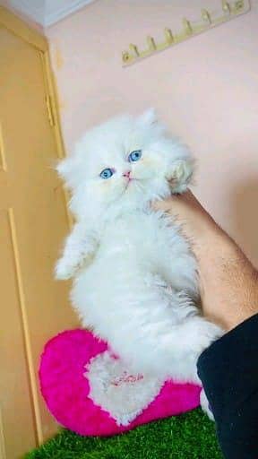 Persian cat for sale male or femalemy WhatsApp 03297552620