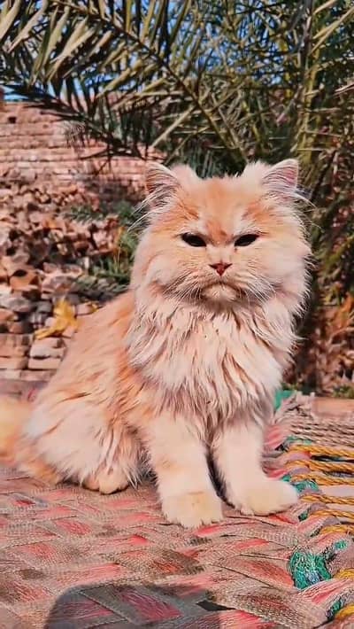 Pure Persian Beauty,  Meet Lilly