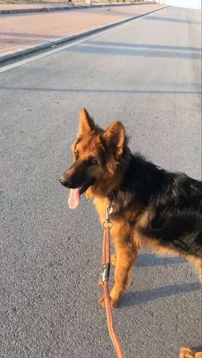 Pure German shepherd Pair