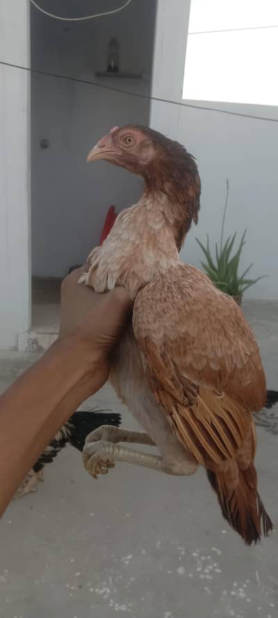 aseel amroha x mianwali 0 size madi