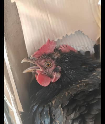 Aseel Murghiyan and Patthe (Total 10