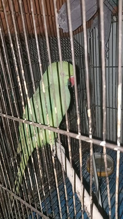 green parrot