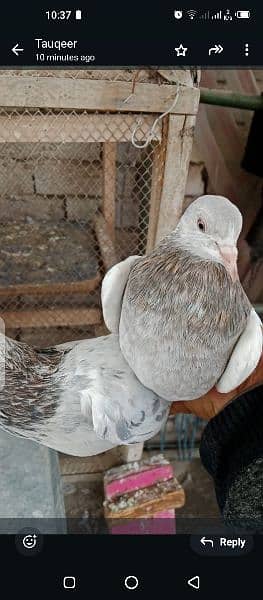 laakhy breeder pair foe sale