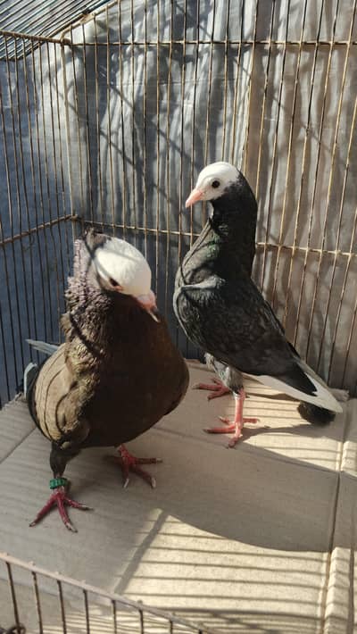 Mukhi female 03114395785