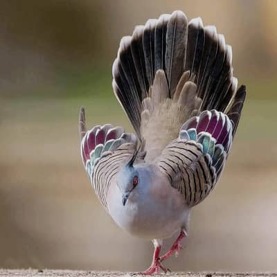 Australian crusted dove 100% breeder pair available fancy peigon bird