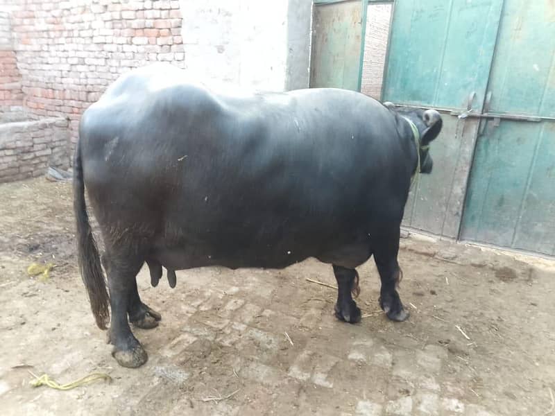 بھینس ماشااللہ بلکل تیار ہیں 0