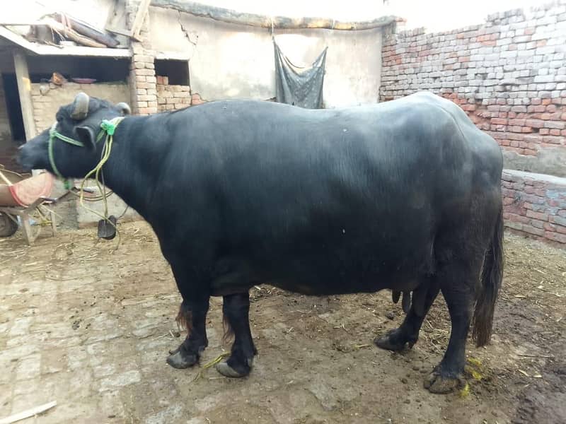 بھینس ماشااللہ بلکل تیار ہیں 2