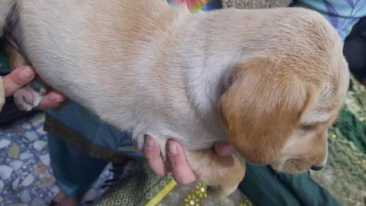 Labrador and pointer mixed