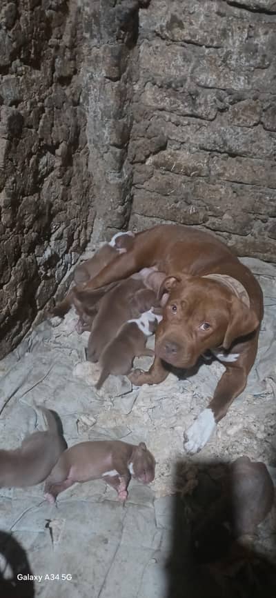 pure and rare pitbull puppies available for booking