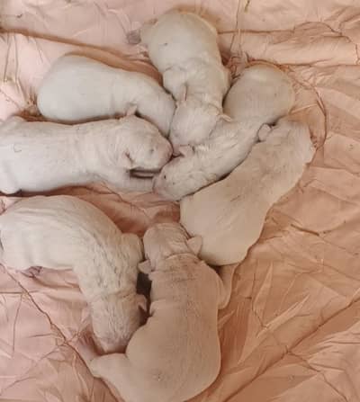 Pure 100% top quality Gultair puppies