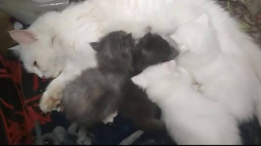 urgent sale fluffy kitten