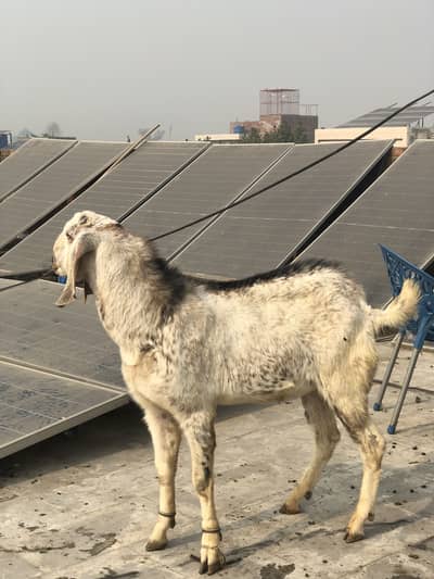 Desi bakra home grown