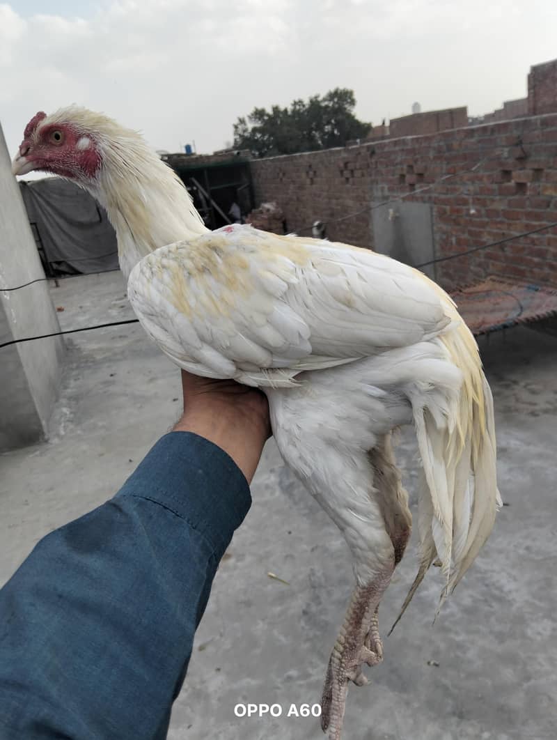 ینگ میل ہیرا پیپر وائٹ وائٹ نوک نلی میں 0