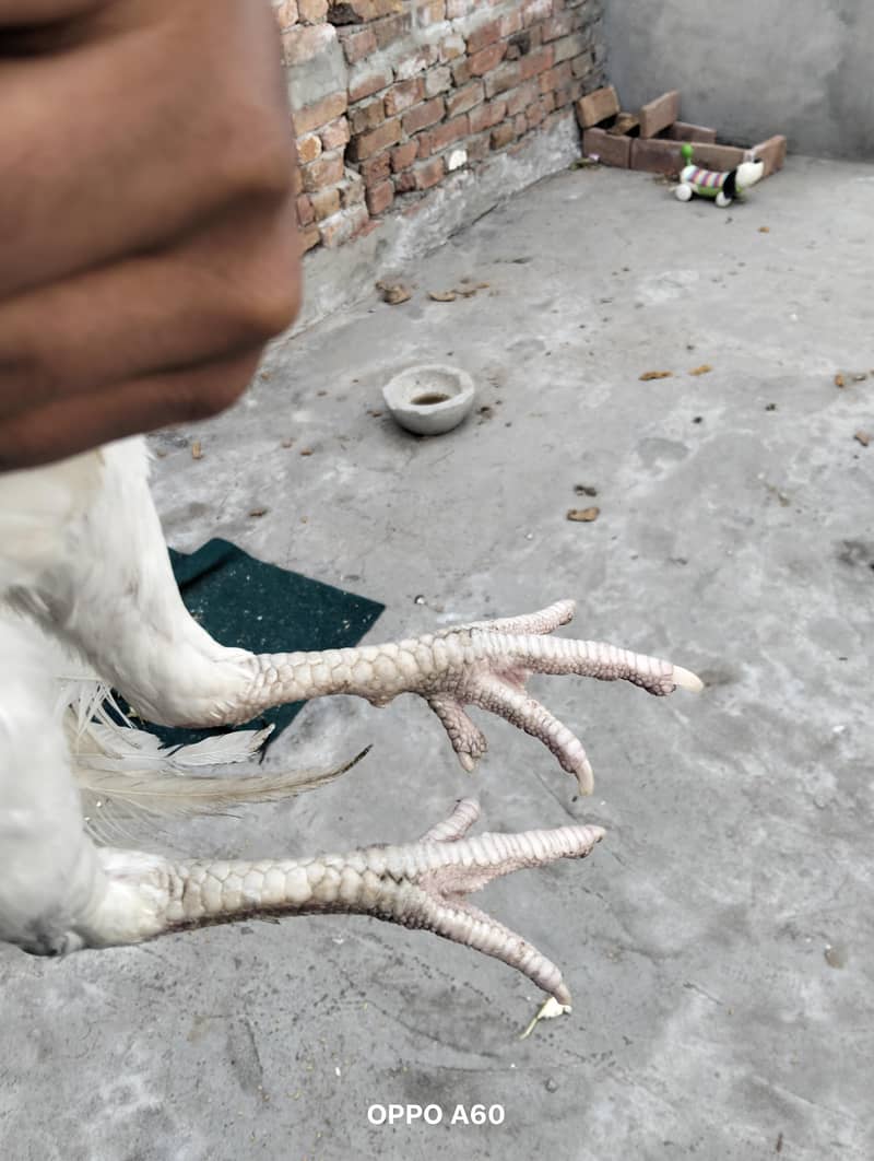 ینگ میل ہیرا پیپر وائٹ وائٹ نوک نلی میں 1