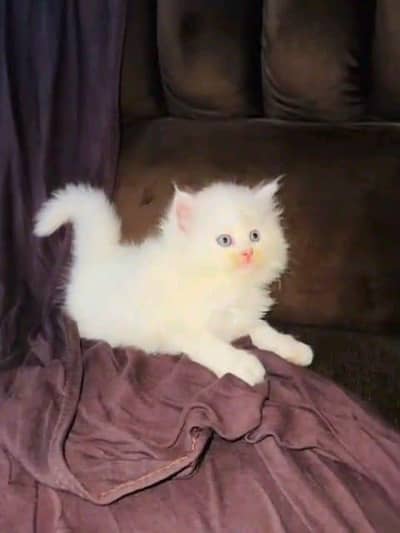 Persian cat for sale male or femalemy WhatsApp 03297552620