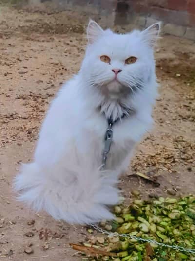 so beautiful white Persian cat