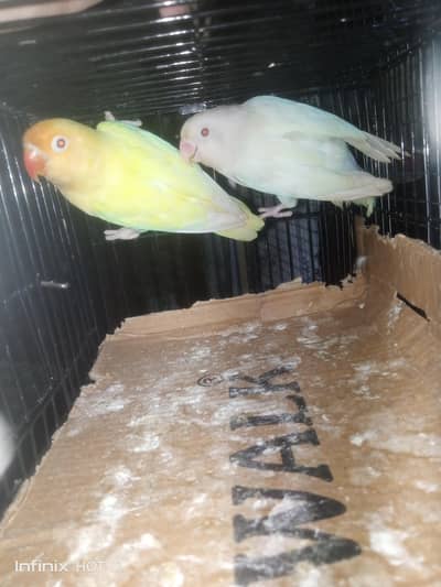 Love birds  Guaranteex breeder pairs With DNA