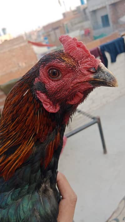 Thai pakoya for sale