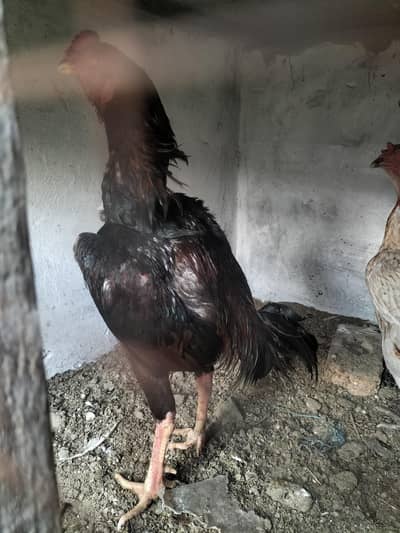 Shamo breader patha for sale