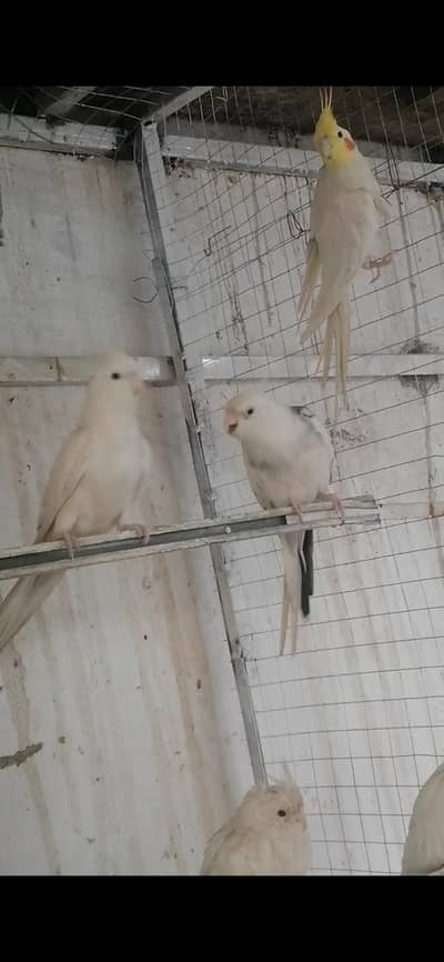 Common white and Ino white breeder pair