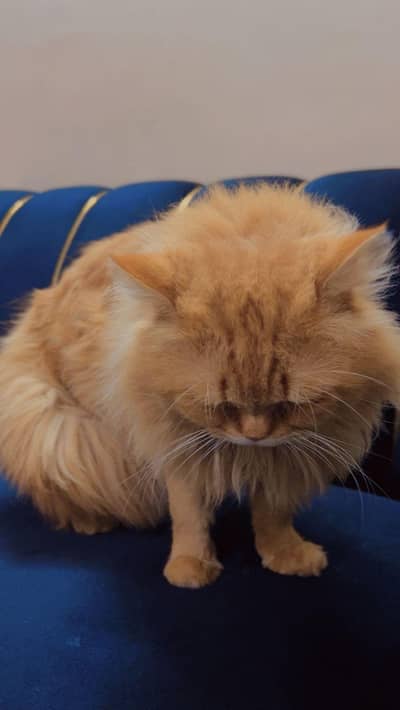 Brown adult female cat