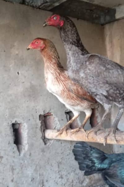 Pure Burmi female | Pakoay female | imported females