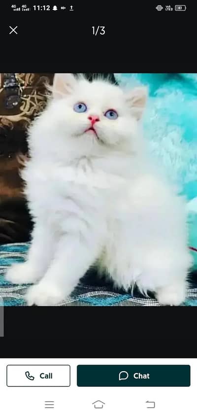 Imported Scottish fold kittens catWhatsApp numbe03477298721